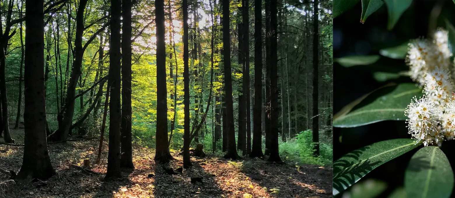Spaziergang im Wald